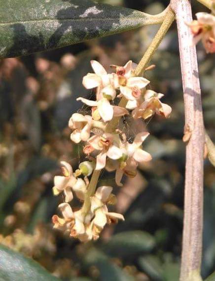 Fiori colpiti dalla Tignola