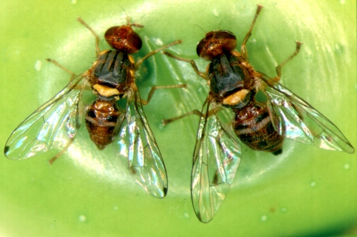 Esemplari di mosca (femmina e maschio)