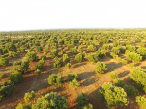 OLIVETI IN PUGLIA per articolo su xylella (FILEminimizer)