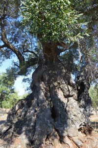 OLIVO PRIMO PIANO 2 per articolo su xylella (FILEminimizer)