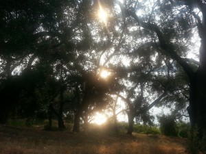 olive-grove-194555_1280